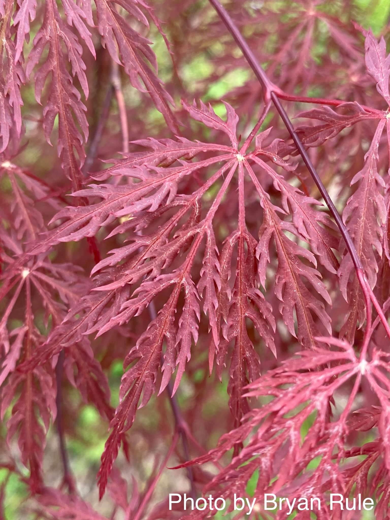 あおばページ Buy Acer palmatum dissectum 'Inaba shidare' Japanese Maple