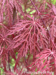 - Acer palmatum 'Inaba shidare' Japanese Maple - Mr Maple │ Buy Japanese Maple Trees