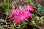 - Acer palmatum 'Inaba shidare' Japanese Maple - Mr Maple │ Buy Japanese Maple Trees