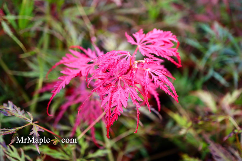 - Acer palmatum 'Inaba shidare' Japanese Maple - Mr Maple │ Buy Japanese Maple Trees