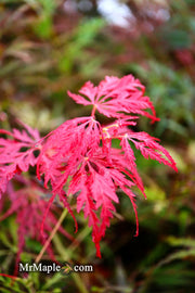 - Acer palmatum 'Inaba shidare' Japanese Maple - Mr Maple │ Buy Japanese Maple Trees