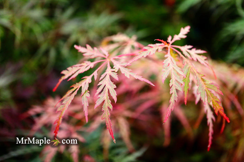 - Acer palmatum 'Inaba shidare' Japanese Maple - Mr Maple │ Buy Japanese Maple Trees