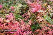 - Acer palmatum 'Inaba shidare' Japanese Maple - Mr Maple │ Buy Japanese Maple Trees