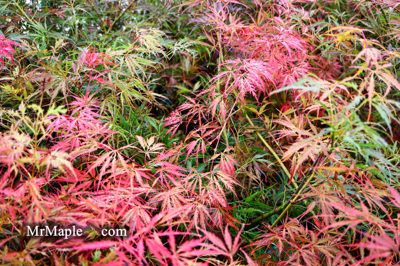 - Acer palmatum 'Inaba shidare' Japanese Maple - Mr Maple │ Buy Japanese Maple Trees