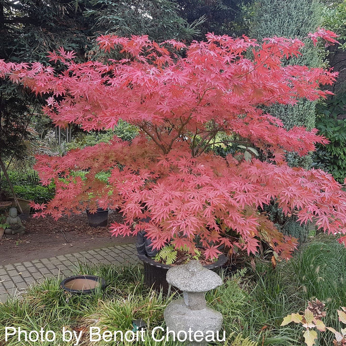 '- Acer palmatum 'Inazuma' Red Japanese Maple - Mr Maple │ Buy Japanese Maple Trees