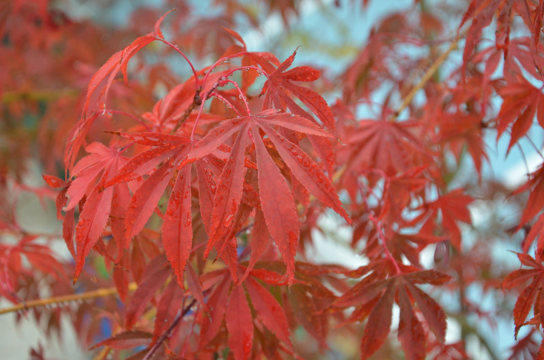 '- Acer palmatum 'Inazuma' Red Japanese Maple - Mr Maple │ Buy Japanese Maple Trees