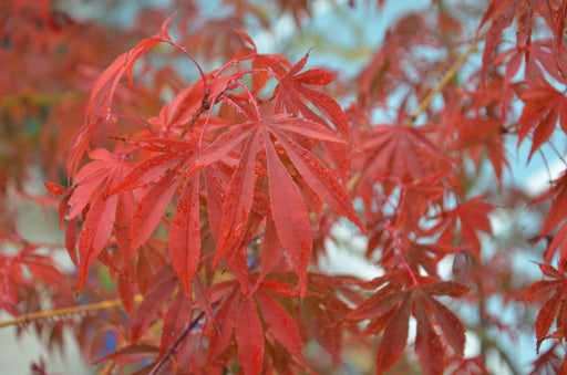 - Acer palmatum 'Inazuma' Red Japanese Maple - Mr Maple │ Buy Japanese Maple Trees