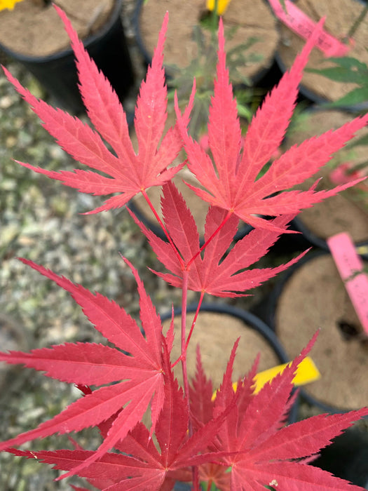 '- Acer palmatum 'Inazuma' Red Japanese Maple - Mr Maple │ Buy Japanese Maple Trees