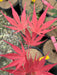 '- Acer palmatum 'Inazuma' Red Japanese Maple - Mr Maple │ Buy Japanese Maple Trees