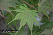 - Acer palmatum 'Inazuma' Red Japanese Maple - Mr Maple │ Buy Japanese Maple Trees