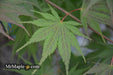 '- Acer palmatum 'Inazuma' Red Japanese Maple - Mr Maple │ Buy Japanese Maple Trees