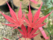 - Acer palmatum 'Inazuma' Red Japanese Maple - Mr Maple │ Buy Japanese Maple Trees