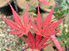 '- Acer palmatum 'Inazuma' Red Japanese Maple - Mr Maple │ Buy Japanese Maple Trees