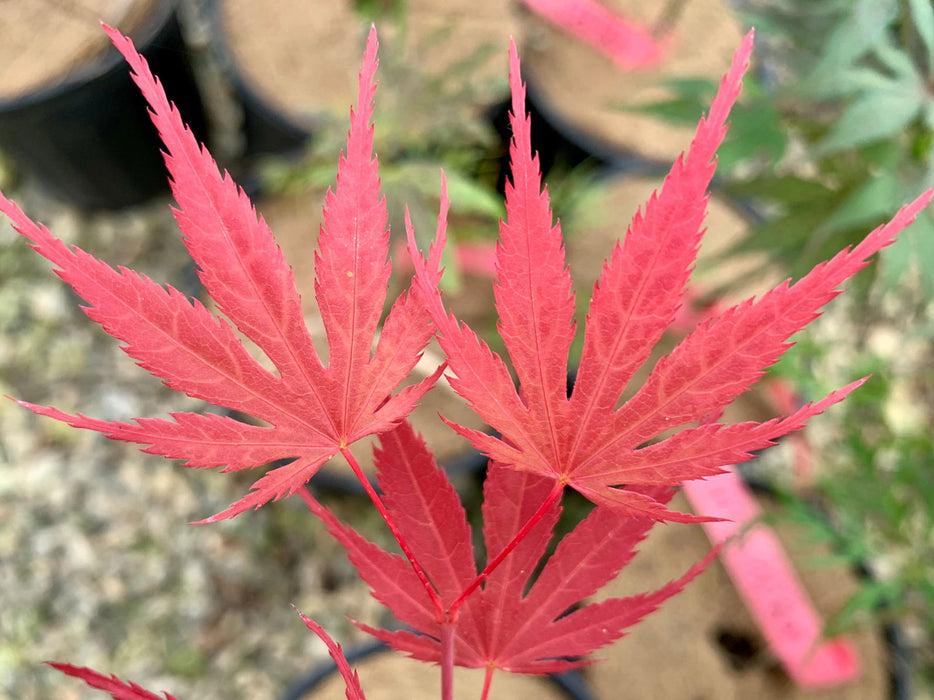 '- Acer palmatum 'Inazuma' Red Japanese Maple - Mr Maple │ Buy Japanese Maple Trees