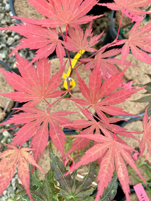 '- Acer palmatum 'Inazuma' Red Japanese Maple - Mr Maple │ Buy Japanese Maple Trees