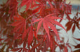 '- Acer palmatum 'Inazuma' Red Japanese Maple - Mr Maple │ Buy Japanese Maple Trees