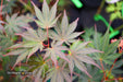 '- Acer palmatum 'Inazuma' Red Japanese Maple - Mr Maple │ Buy Japanese Maple Trees