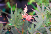 - Acer palmatum 'Inazuma' Red Japanese Maple - Mr Maple │ Buy Japanese Maple Trees