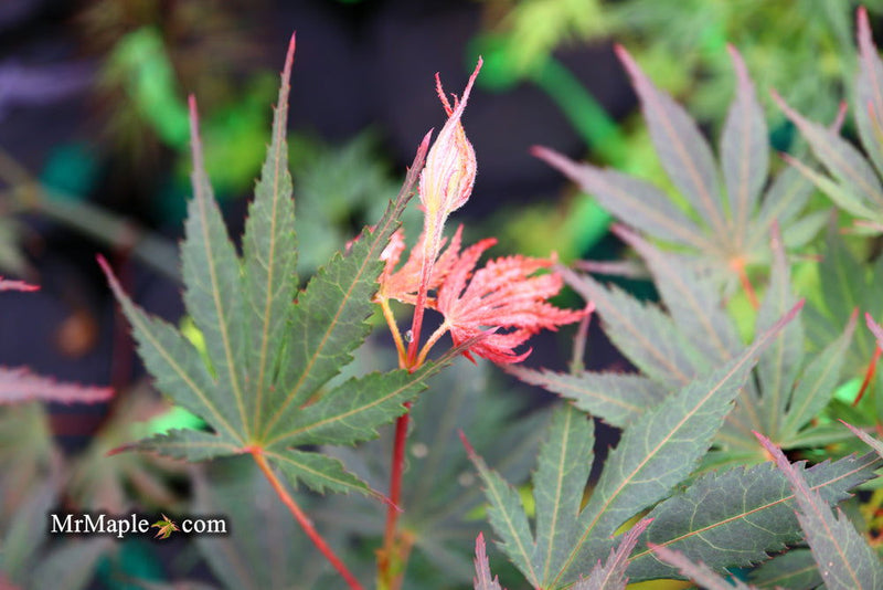 - Acer palmatum 'Inazuma' Red Japanese Maple - Mr Maple │ Buy Japanese Maple Trees