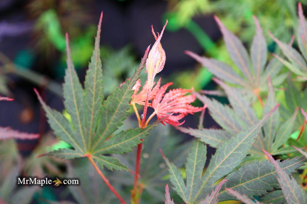 '- Acer palmatum 'Inazuma' Red Japanese Maple - Mr Maple │ Buy Japanese Maple Trees