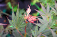 '- Acer palmatum 'Inazuma' Red Japanese Maple - Mr Maple │ Buy Japanese Maple Trees