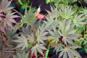 - Acer palmatum 'Inazuma' Red Japanese Maple - Mr Maple │ Buy Japanese Maple Trees
