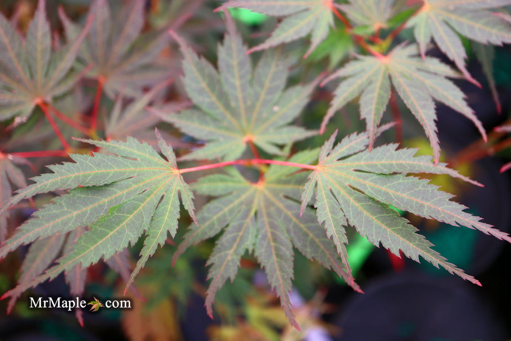 '- Acer palmatum 'Inazuma' Red Japanese Maple - Mr Maple │ Buy Japanese Maple Trees