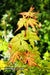 - Acer palmatum 'Incognito' Dwarf Japanese Maple - Mr Maple │ Buy Japanese Maple Trees