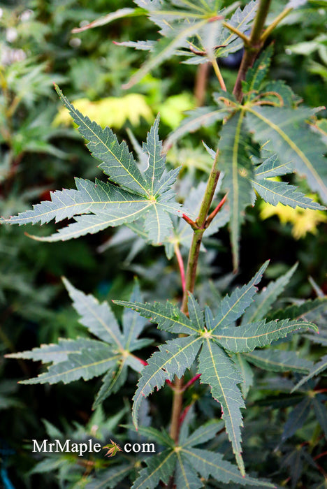 - Acer palmatum 'Incognito' Dwarf Japanese Maple - Mr Maple │ Buy Japanese Maple Trees