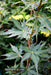 - Acer palmatum 'Incognito' Dwarf Japanese Maple - Mr Maple │ Buy Japanese Maple Trees