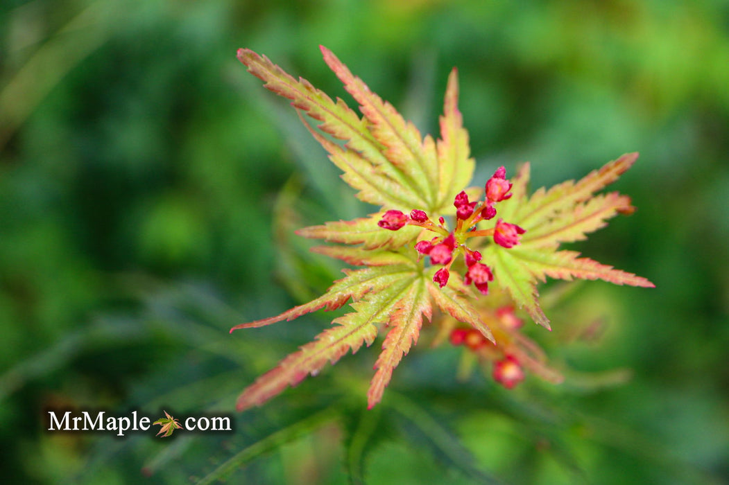 - Acer palmatum 'Incognito' Dwarf Japanese Maple - Mr Maple │ Buy Japanese Maple Trees