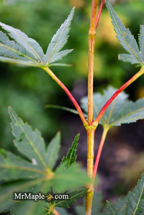 - Acer palmatum 'Incognito' Dwarf Japanese Maple - Mr Maple │ Buy Japanese Maple Trees