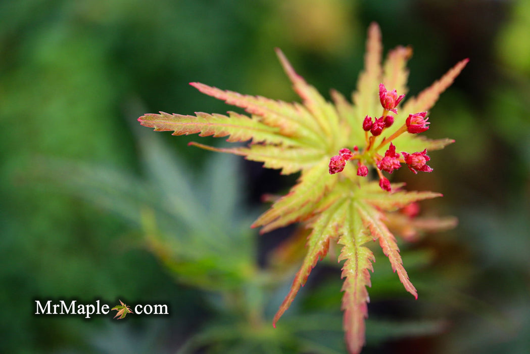 - Acer palmatum 'Incognito' Dwarf Japanese Maple - Mr Maple │ Buy Japanese Maple Trees