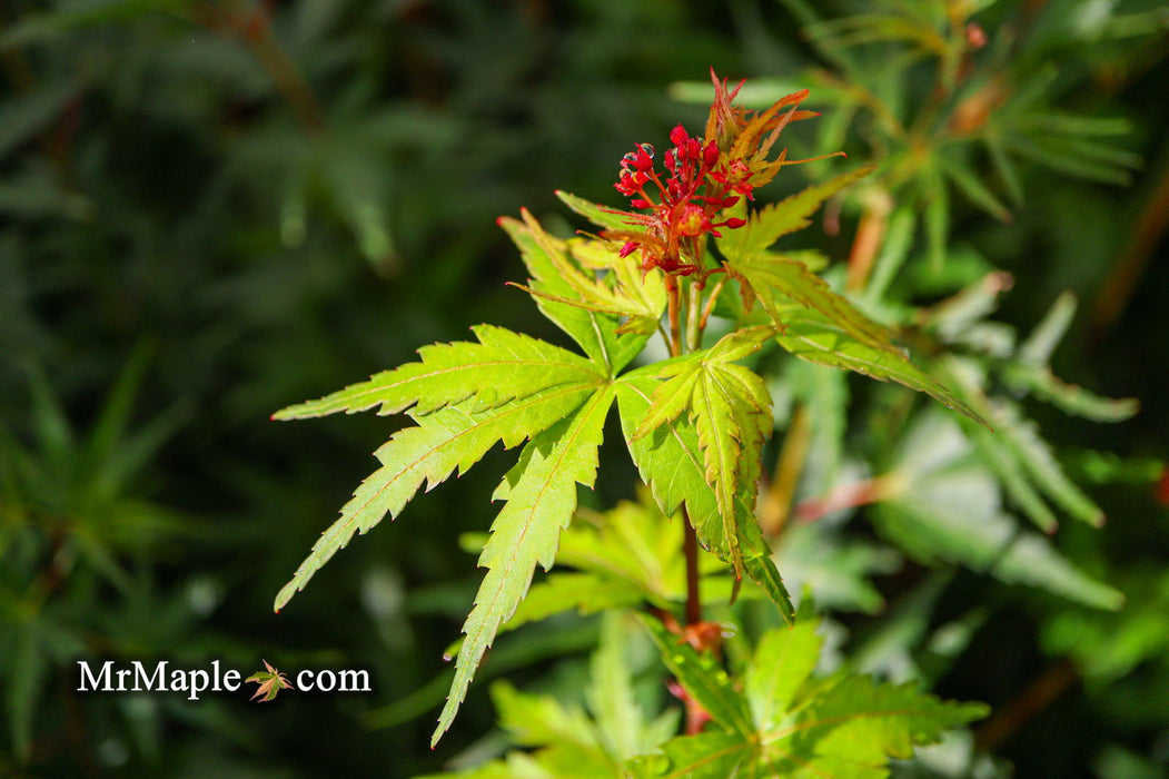 - Acer palmatum 'Incognito' Dwarf Japanese Maple - Mr Maple │ Buy Japanese Maple Trees