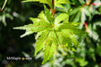 - Acer palmatum 'Incognito' Dwarf Japanese Maple - Mr Maple │ Buy Japanese Maple Trees