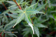 - Acer palmatum 'Incognito' Dwarf Japanese Maple - Mr Maple │ Buy Japanese Maple Trees