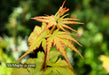 - Acer palmatum 'Incognito' Dwarf Japanese Maple - Mr Maple │ Buy Japanese Maple Trees