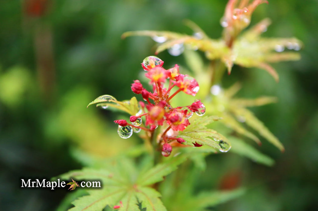 - Acer palmatum 'Incognito' Dwarf Japanese Maple - Mr Maple │ Buy Japanese Maple Trees