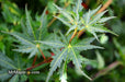 - Acer palmatum 'Incognito' Dwarf Japanese Maple - Mr Maple │ Buy Japanese Maple Trees