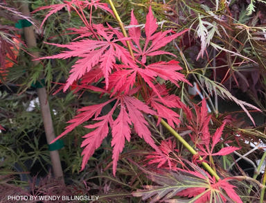 - Acer palmatum 'Irish Lace' Japanese Maple - Mr Maple │ Buy Japanese Maple Trees
