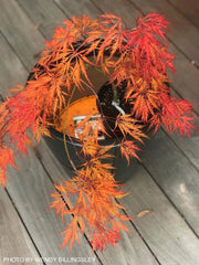 - Acer palmatum 'Irish Lace' Japanese Maple - Mr Maple │ Buy Japanese Maple Trees