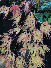 - Acer palmatum 'Irish Lace' Japanese Maple - Mr Maple │ Buy Japanese Maple Trees