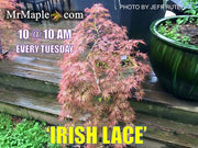 - Acer palmatum 'Irish Lace' Japanese Maple - Mr Maple │ Buy Japanese Maple Trees