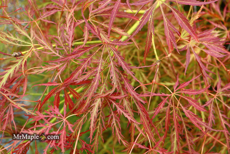 - Acer palmatum 'Irish Lace' Japanese Maple - Mr Maple │ Buy Japanese Maple Trees