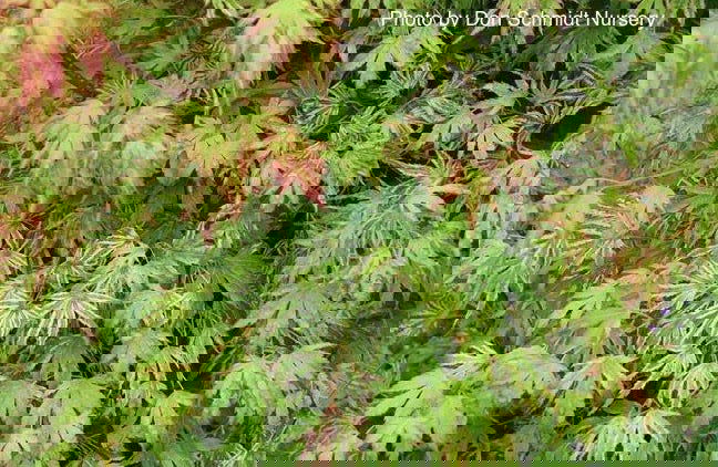 - Acer palmatum 'Iro iro' Japanese Maple - Mr Maple │ Buy Japanese Maple Trees