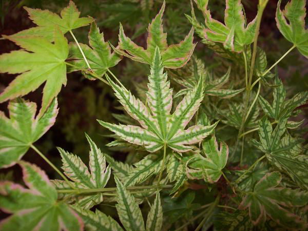 - Acer palmatum 'Iro iro' Japanese Maple - Mr Maple │ Buy Japanese Maple Trees