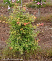 - Acer palmatum 'Iro iro' Japanese Maple - Mr Maple │ Buy Japanese Maple Trees