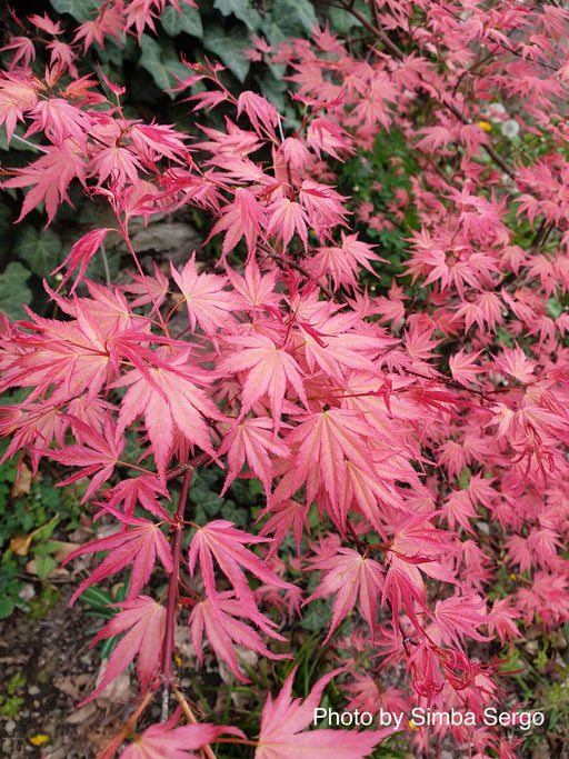 - Acer palmatum 'Isobel' Rare Japanese Maple - Mr Maple │ Buy Japanese Maple Trees