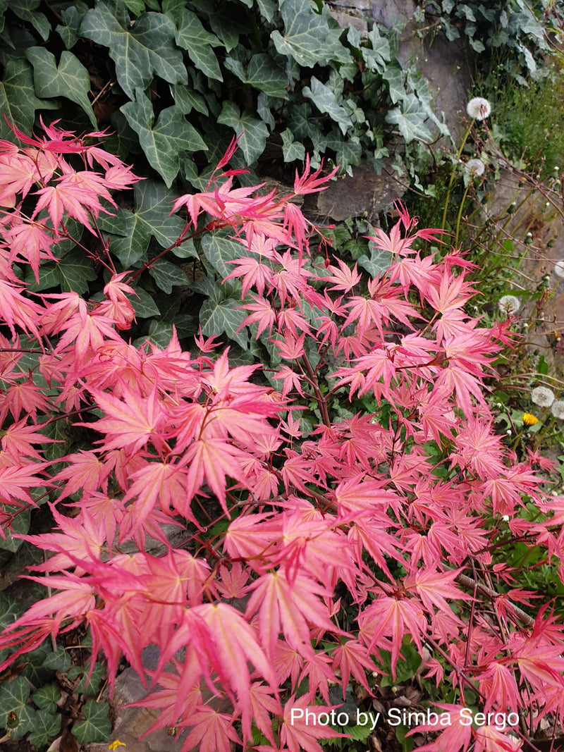 - Acer palmatum 'Isobel' Rare Japanese Maple - Mr Maple │ Buy Japanese Maple Trees