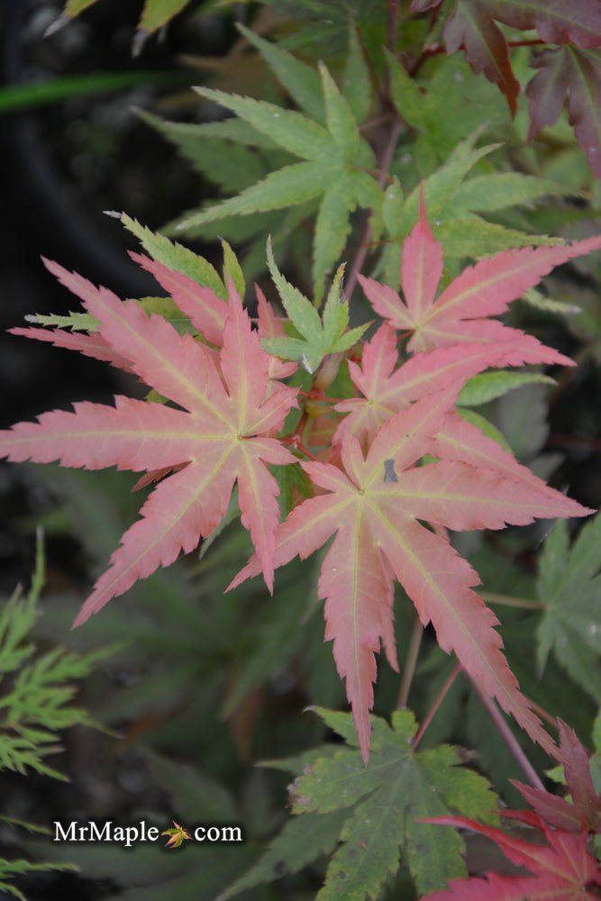 - Acer palmatum 'Isobel' Rare Japanese Maple - Mr Maple │ Buy Japanese Maple Trees